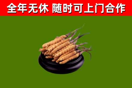 波密烟酒回收冬虫夏草.jpg